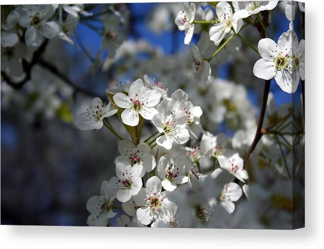 Horizontal Photo Canvas Print featuring the photograph Springtime Cherry Blossoms by Valerie Collins