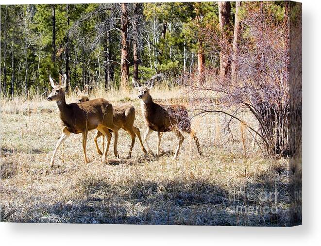 Deer Canvas Print featuring the photograph Springtime Mule Deer in the Pike National Forest by Steven Krull