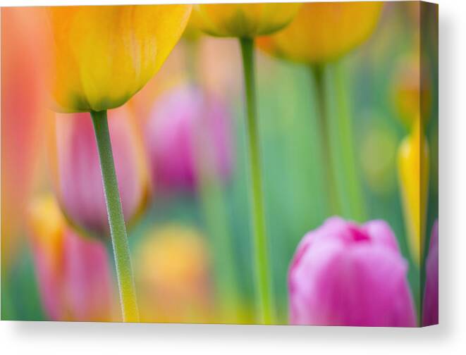 Flowers Canvas Print featuring the photograph Springtime by Silke Magino