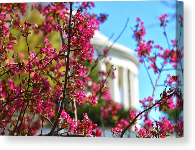 Spring Canvas Print featuring the photograph Springtime Vibe by Mitch Cat
