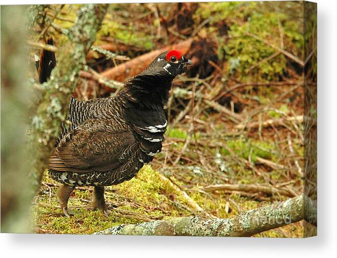 Spruce Grouse Canvas Print featuring the photograph Spruce Grouse by Alana Ranney