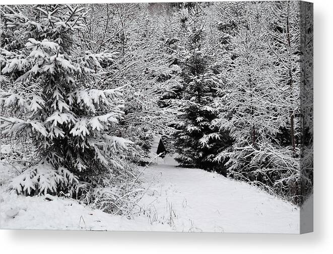 Jenny Rainbow Fine Art Photography Canvas Print featuring the photograph Spruce Trees in Winter Woods by Jenny Rainbow
