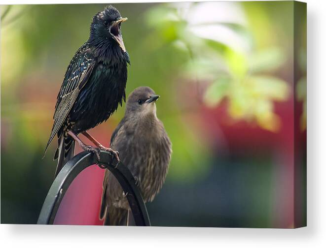 Starling Canvas Print featuring the photograph Squawker by Cathy Kovarik