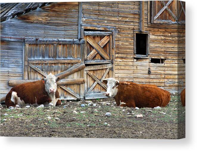 Rustic Canvas Print featuring the photograph Squires Herefords by the Rustic Barn by Karon Melillo DeVega
