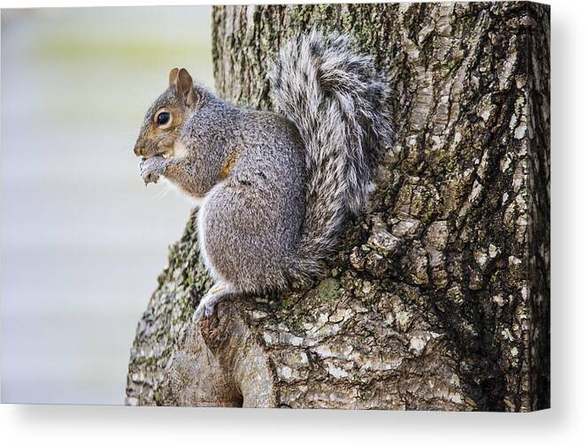 Rodent Canvas Print featuring the photograph Squirrel 0810 by Cathy Kovarik