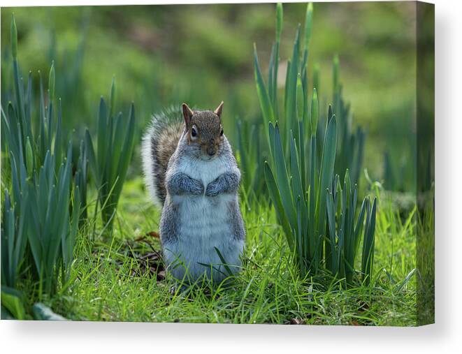 Colchester Canvas Print featuring the photograph Squirrel Among the Daffodils by Leah Palmer