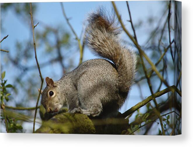 Squirrel Canvas Print featuring the photograph Squirrel Glances Back by Adrian Wale