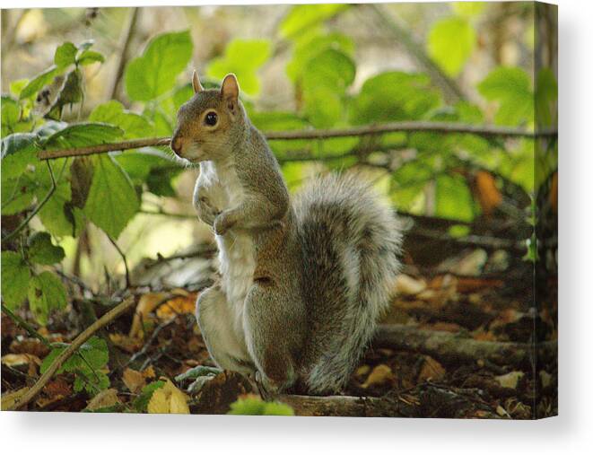 Grey Canvas Print featuring the photograph Squirrel In Early Autumn by Adrian Wale