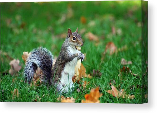 Squirrel Canvas Print featuring the digital art Squirrel by Maye Loeser