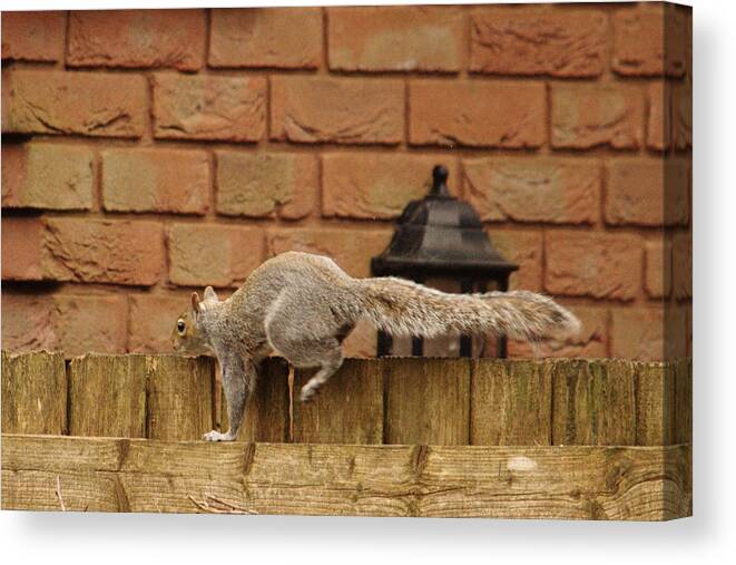 Urban Canvas Print featuring the photograph Squirrel Parkour by Adrian Wale
