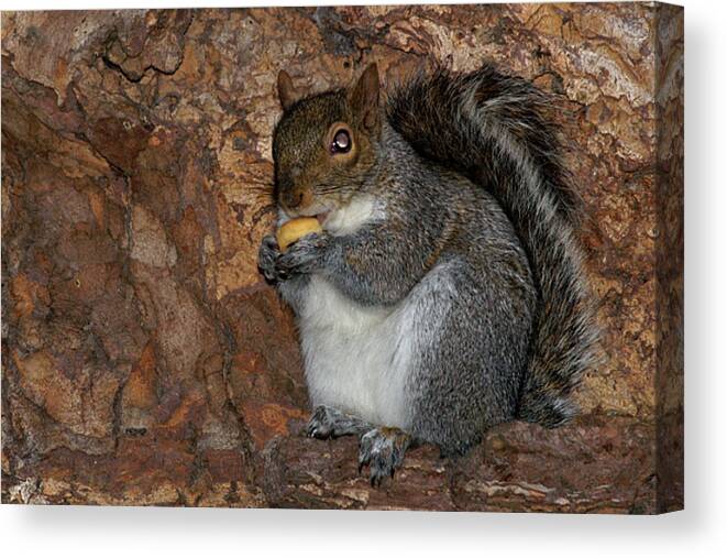 Squirrell Canvas Print featuring the photograph Squirrell by Pedro Cardona Llambias