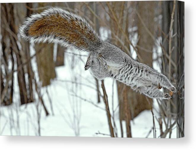 Squirrel Canvas Print featuring the photograph Squirrel's Olympic pole vault by Asbed Iskedjian