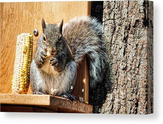 Squirrely Fun Canvas Print featuring the photograph Squirrely Fun by Lucky Chen
