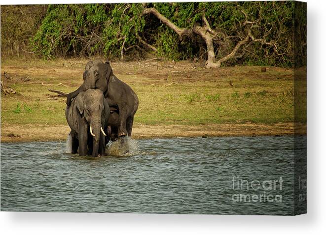Yala National Park Canvas Print featuring the photograph Sri Lankan Elephants by Venura Herath