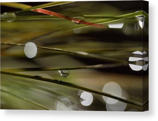 Water Drop Canvas Print featuring the photograph Stability Among Chaos by Mike Eingle
