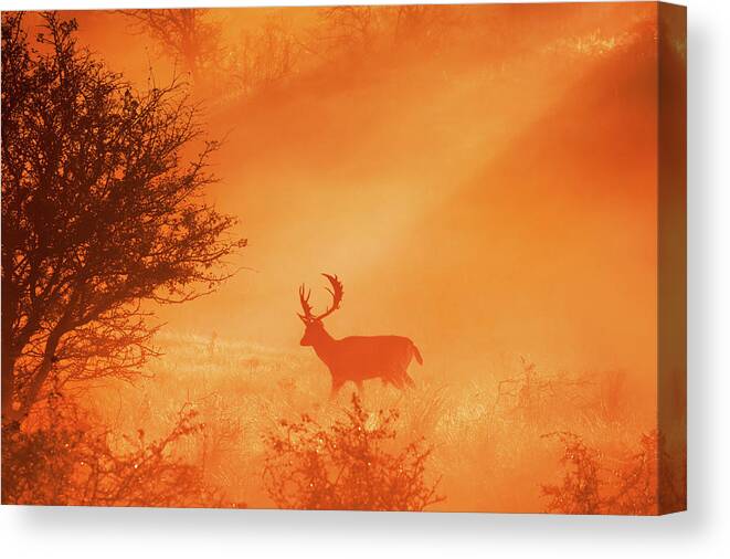 Deer Canvas Print featuring the photograph Stag on Stage by Roeselien Raimond