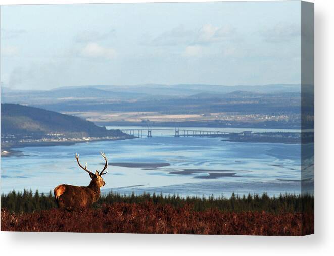 Red Deer Stag Canvas Print featuring the photograph Stag Overlooking the Beauly Firth and Inverness by Gavin Macrae