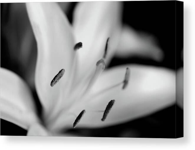 Stamens Monochrome Flower Canvas Print featuring the photograph Stamens by Ian Sanders