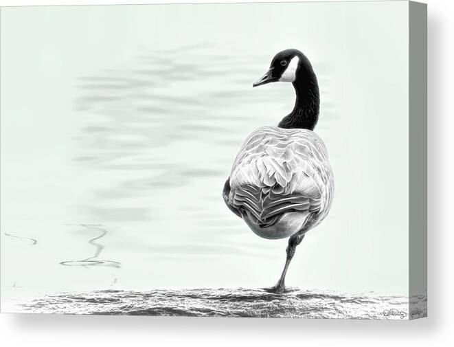 Canada Goose Canvas Print featuring the photograph Stand Alone by Dee Browning