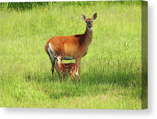Deer Canvas Print featuring the photograph Stand By Me by Debbie Oppermann