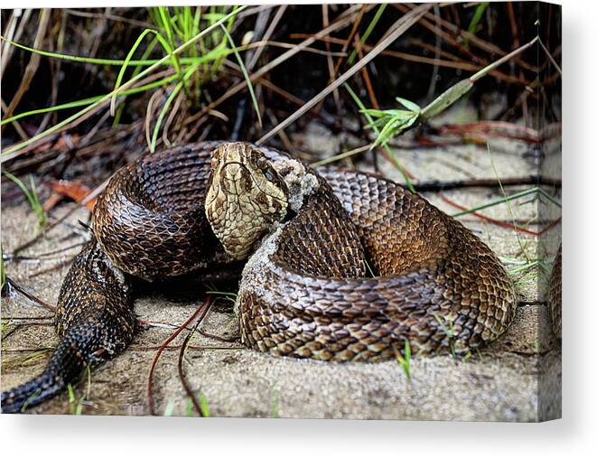 Cottonmouth Canvas Print featuring the photograph Stand Your Ground by JC Findley