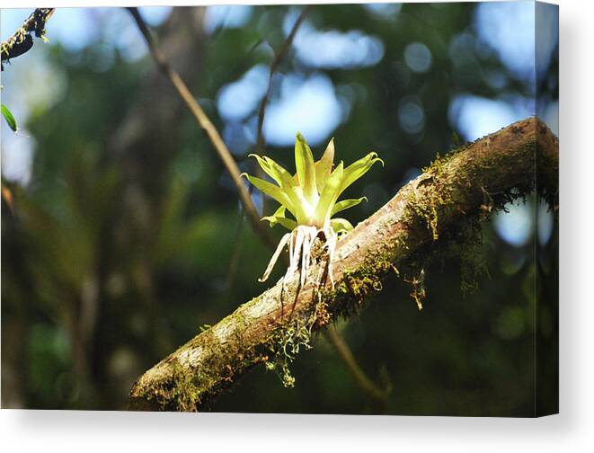 Bromeliad Canvas Print featuring the photograph Standing Alone by Wes Hanson