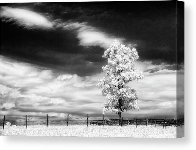 720nm Tree Canvas Print featuring the photograph Standing Tall by Cindy Archbell