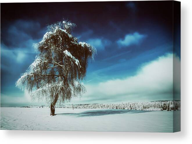 Tree Canvas Print featuring the photograph Standing Tall In Winter by Mountain Dreams