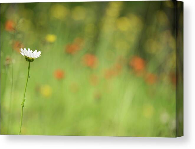 Daisy Canvas Print featuring the photograph Stands Out by Himself by Kathy Paynter