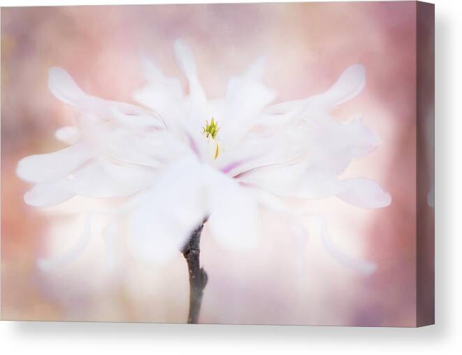Star Magnolia Canvas Print featuring the photograph Star Dancer by Kim Carpentier