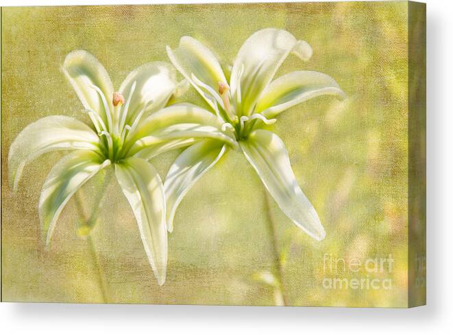 Lilycrest Canvas Print featuring the photograph Star Light Star Bright by Marilyn Cornwell