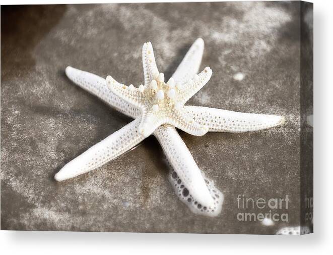 Star Fish Canvas Print featuring the painting Starfish and Bubbles by Constance Woods