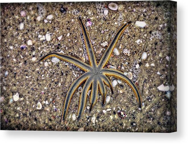 Nature Canvas Print featuring the photograph Starfish on the Beach by Robert FERD Frank