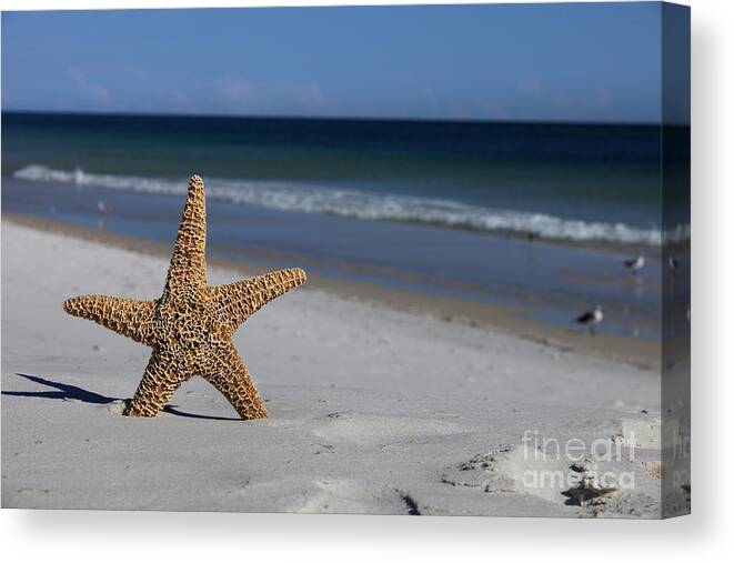 Starfish Canvas Print featuring the photograph Starfish standing on the beach by Anthony Totah