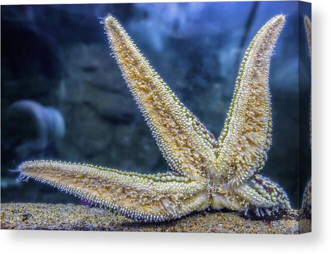 Fish Canvas Print featuring the photograph Starfish Stuck on Glass by Jennifer Rondinelli Reilly - Fine Art Photography