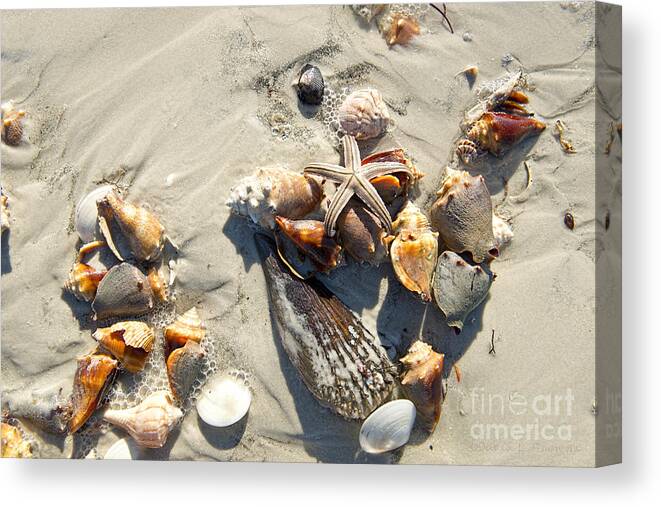 Starfish Canvas Print featuring the photograph Starfish with five points on Sea Shells by David Arment