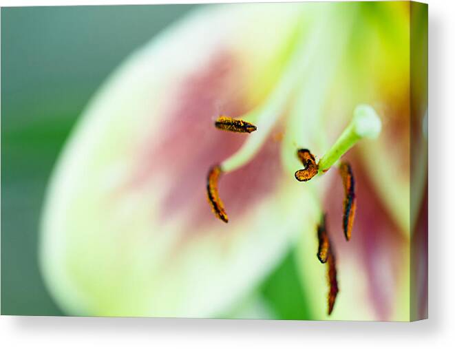 Wall Art Canvas Print featuring the photograph Stargazer Lily by Marlo Horne