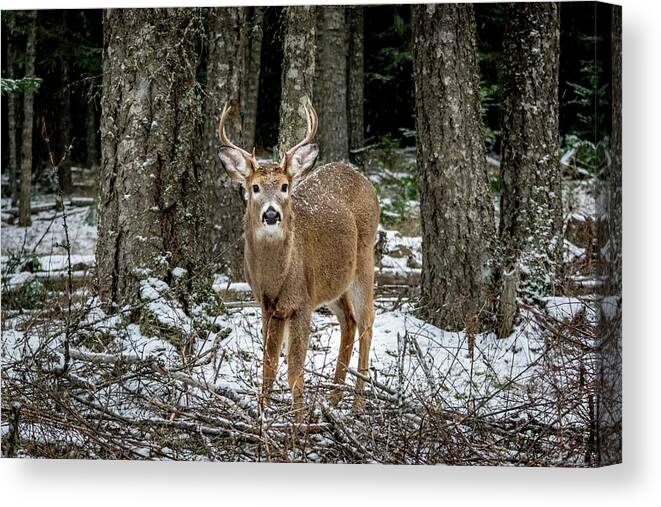 Wildlife Canvas Print featuring the photograph Staring Buck by Lester Plank
