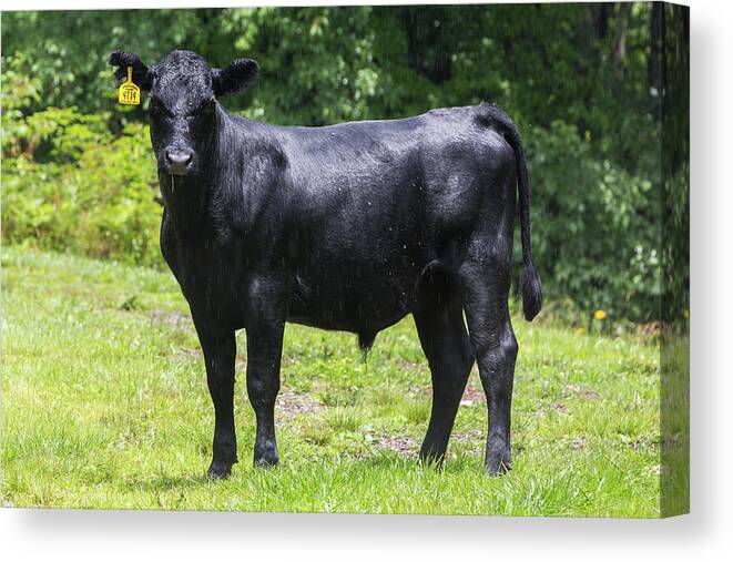 Steer Canvas Print featuring the photograph Staring Steer by D K Wall