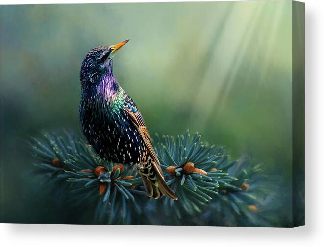 Bird Canvas Print featuring the photograph Starling by Cathy Kovarik