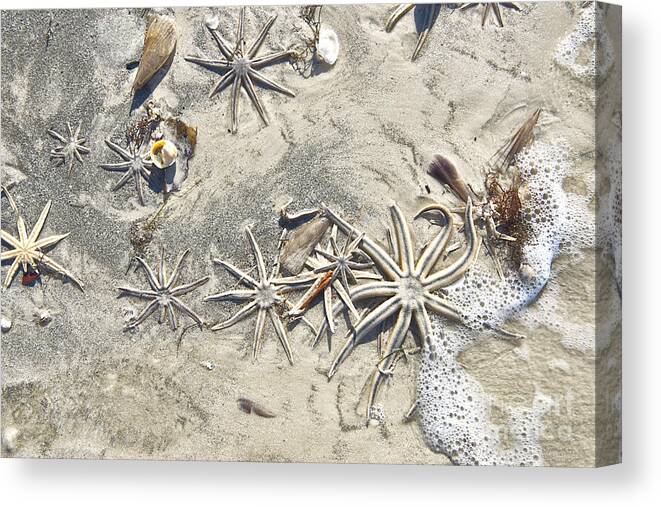 Starfish Canvas Print featuring the photograph Stars by David Arment