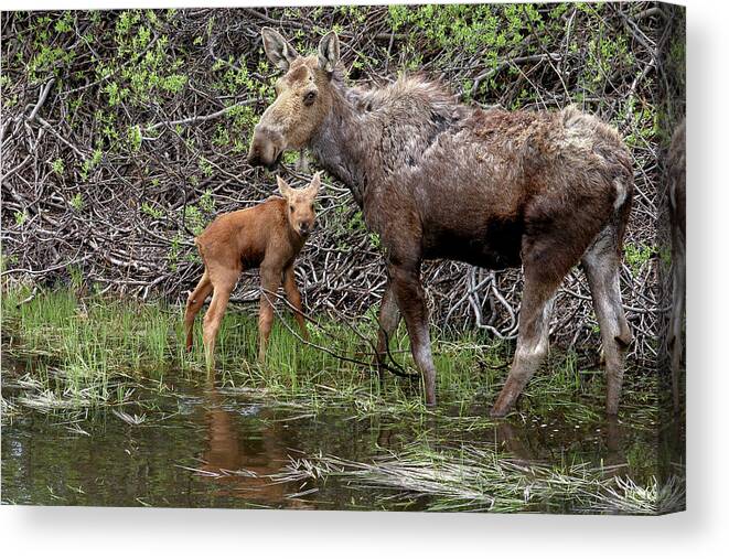 Moose Canvas Print featuring the photograph Staying close by Ronnie And Frances Howard