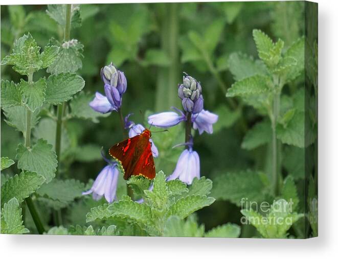 Flowers Canvas Print featuring the photograph Stealth flyer by Merle Grenz