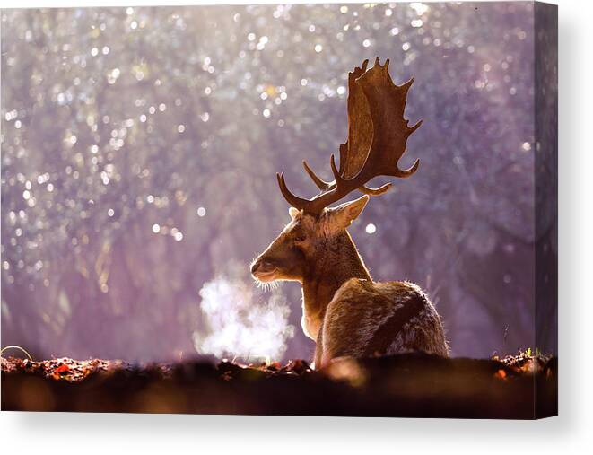 Deer Canvas Print featuring the photograph Steamy Stag by Roeselien Raimond