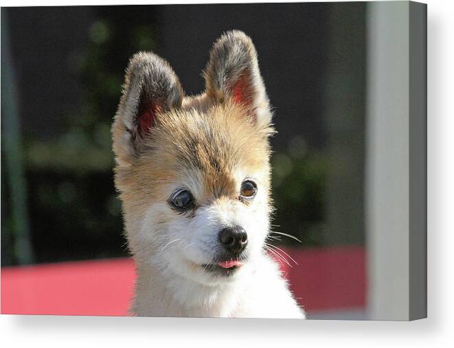Pomeranian Canvas Print featuring the photograph Stick Out Your Tongue by Shoal Hollingsworth