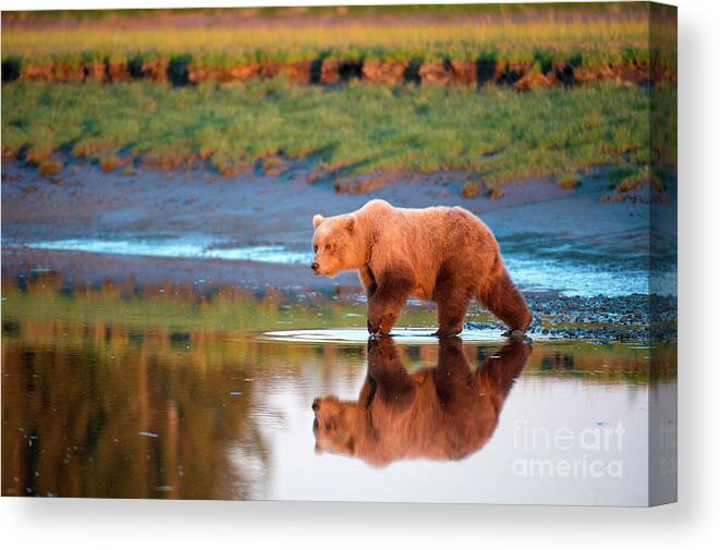 Alaskan Brown Bear Canvas Print featuring the photograph Still Water by Aaron Whittemore
