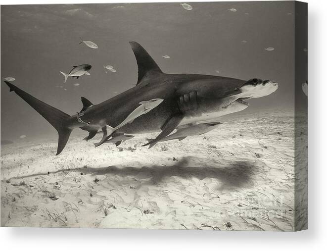 Great Hammerhead Shark Canvas Print featuring the photograph Stingray Hunter by Aaron Whittemore
