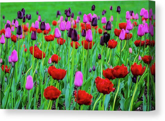 Flower Canvas Print featuring the photograph Stoic Tulips by Dirk Fecho