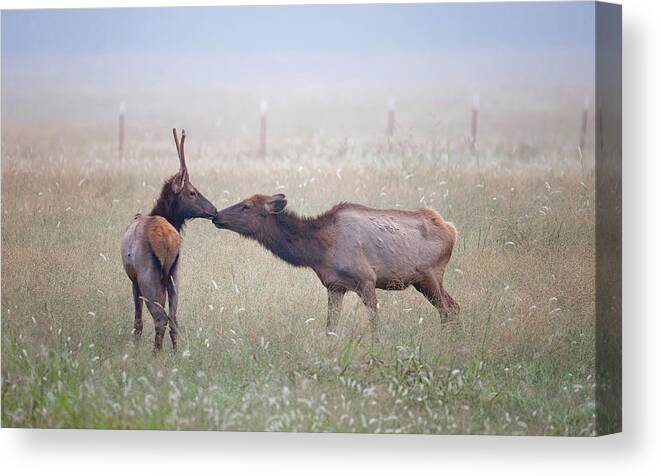 Elk Canvas Print featuring the photograph Stolen Kiss by Eilish Palmer