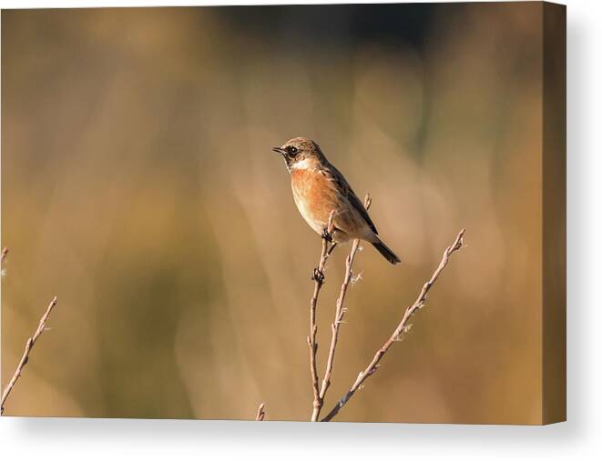 Nature Canvas Print featuring the photograph Stonechat by Wendy Cooper